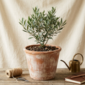 Terracotta Hand-Finished Planter